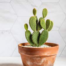 Bunny Ears Cactus(LIVE PLANT)