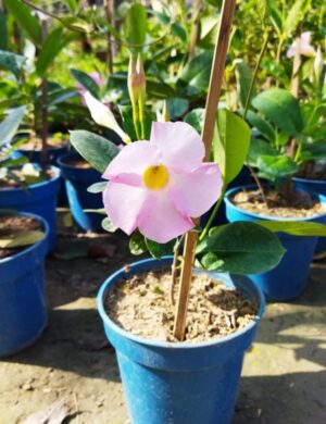 Allamanda flower light pink plants