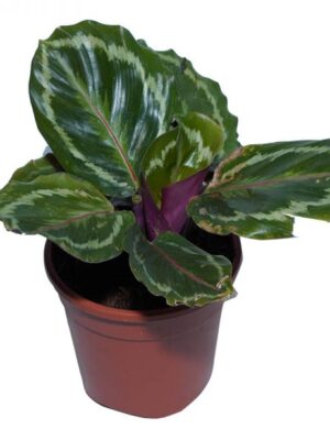 Calathea roseopicta plant