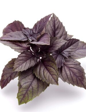 Radha Basil Plant