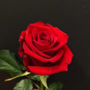 fb3aa4ad28f43b91ff3975e7ba38cd3c