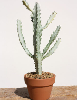 White Ghost Cactus Plant