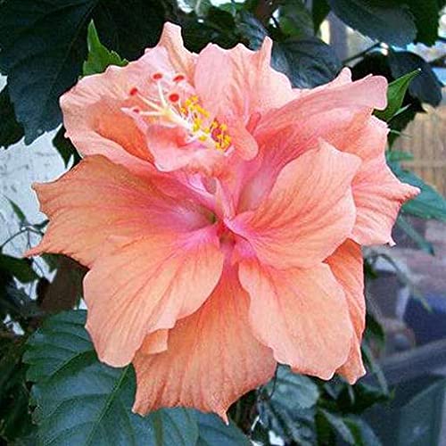 All Time Flowering Plants