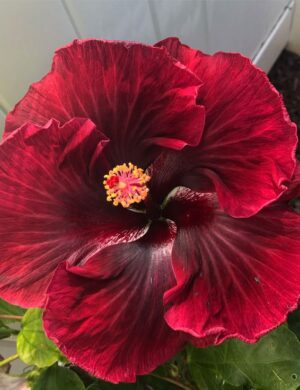 Austrian Hibiscus plant (BLACK DRAGON)