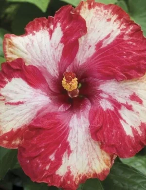 Austrian Hibiscus plant (PURPLE MAGIC)