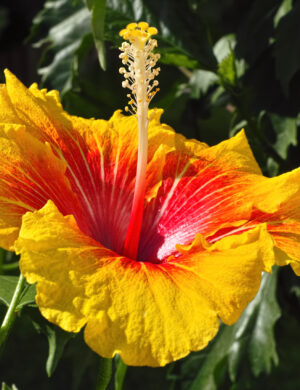Austrian Hibiscus plant (YELLOW)