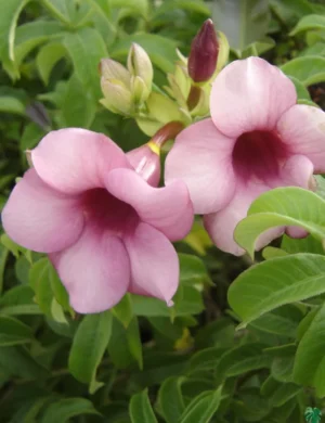 Allamanda flower light pink plants