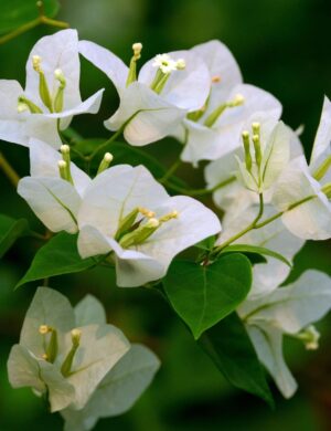 BOUGAINVILLEA FLOWERING PLANT(WHITE)