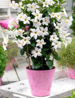 Mandevilla flowers plants(WHITE)
