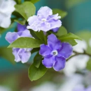 01J3QC25X4JFDXJQ559109J9X7