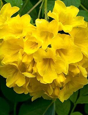 Tecoma flowering plant (Yellow)