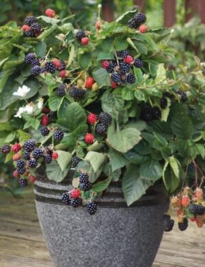 Blackberry plants