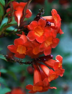 Tecoma Flowering PLANT( ORANGE)