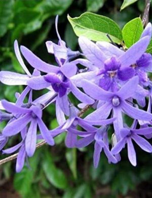 Neel Moni Lota Flower PLANT (Petrea Volubilis Volubilis)