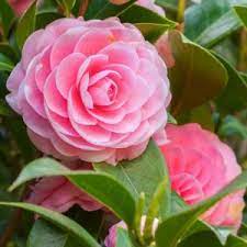 CAMELLIA FLOWERING PLANT(PINK)