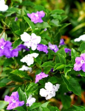 YESTERDAY TODAY TOMORROW FLOWERING PLANT