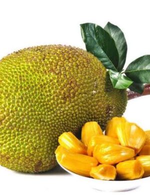 All Time Jack-Fruit ( Grafting ) Plant