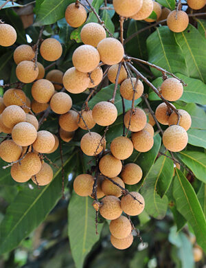 Longan fruit Plant- Grafting