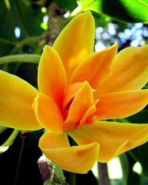Swarna chapa – Magnolia champaca Flowers plant
