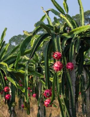 Dragon FRUIT