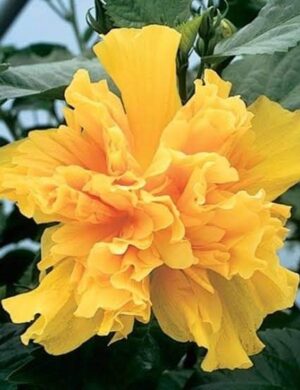 Austrilian hibiscus plant (YELLOW THOKA)