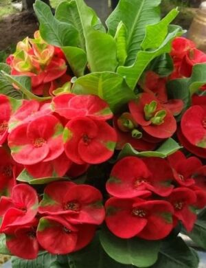 Euphorbia flowering plant(RED)