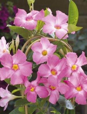 Mandevilla flowers plants(PINK)
