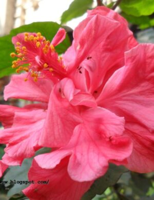 Austrilian hibiscus plant (PINK THOKA)