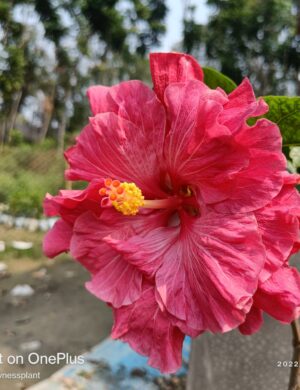 Austrian hibiscus- Grafting Plants ( pink)