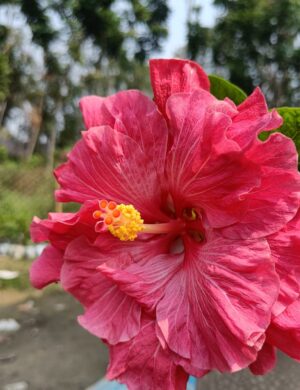 Austrian hibiscus- Grafting Plants ( pink)