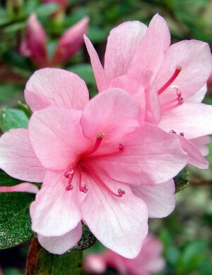 Azalea flowering plants(WHITE AND PINK)