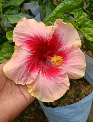 Australia hibiscus flowers plants(valintin)