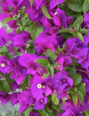 BOUGAINVILLEA FLOWERING PLANT(PURPLE)
