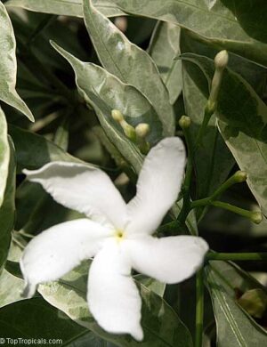 Variegated Tagar FLOWERING PLANT