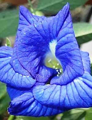 Asian pigeonwings Plant (Aparajita)BLUE