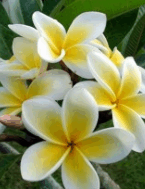 Yellow & White Plumeria Potted Plants