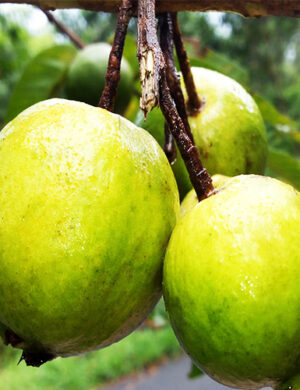 Chinese guava- fruit plant