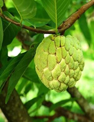 Golden custard apple plants