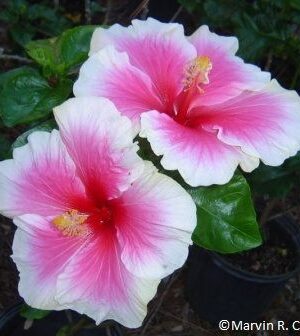 Austrian Hibiscus plant(WHITE AND RED SHADED)
