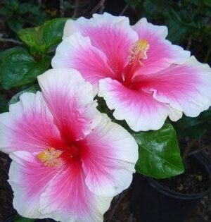 Austrian Hibiscus plant(WHITE AND RED SHADED)