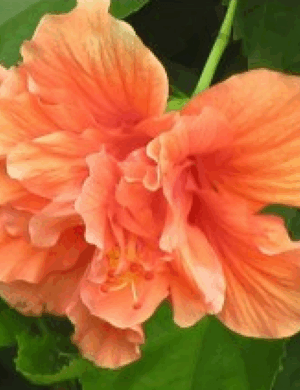 Austrian Hibiscus Flowers Plants (LIGHT ORANGE THOKA)