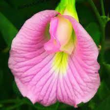 Asian pigeonwings Plant (Aparajita) PINK
