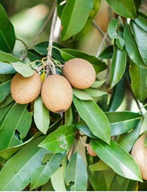 Chikoo, Sapota, Chiku Fruit (Grafted) – Plant