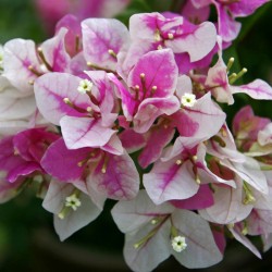 BOUGAINVALLEA FLOWERING PLANT( PINK AND WHITE SHADED)