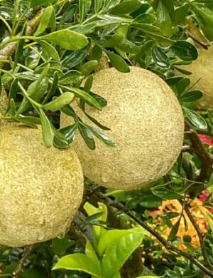 Grafting Thai wood apple ( kodbel)