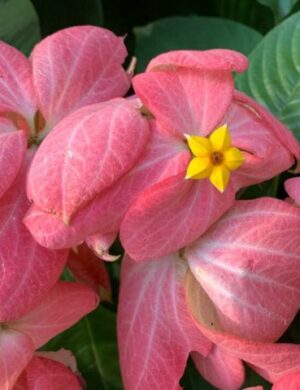 Mussaenda( Pink) – Flowering PLANT