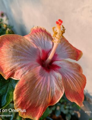 Austrian Hibiscus Flowers Grafting Plants