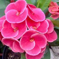 Euphorbia flowering plant(PINK)