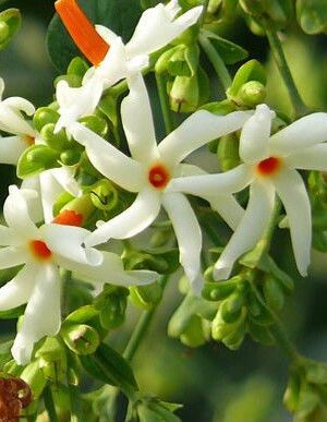 All Time Night flowers plants