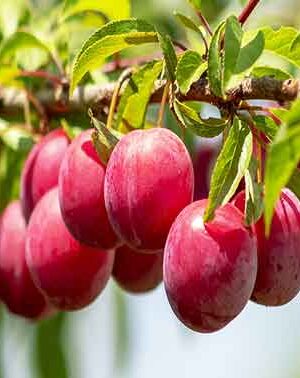 Hybrid Alubukra- Grafting plant